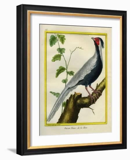 Silver Pheasant-Georges-Louis Buffon-Framed Giclee Print