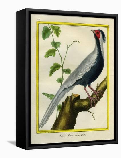 Silver Pheasant-Georges-Louis Buffon-Framed Premier Image Canvas