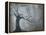Silver Pond-Sydney Edmunds-Framed Premier Image Canvas