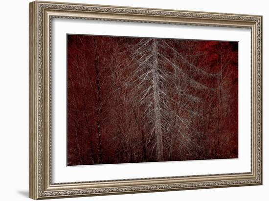 Silver Sentinel-Doug Chinnery-Framed Giclee Print