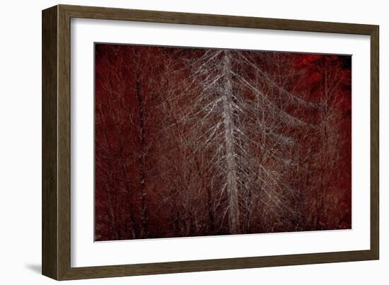 Silver Sentinel-Doug Chinnery-Framed Giclee Print