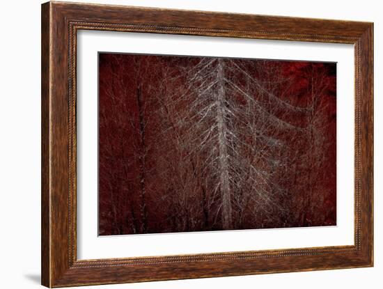 Silver Sentinel-Doug Chinnery-Framed Giclee Print