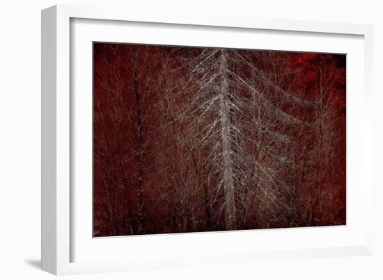 Silver Sentinel-Doug Chinnery-Framed Giclee Print