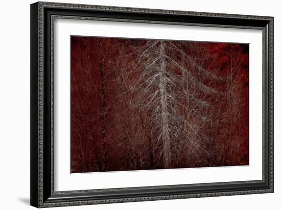 Silver Sentinel-Doug Chinnery-Framed Giclee Print