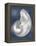 Silver Shell on Indigo Blue I-Caroline Kelly-Framed Stretched Canvas