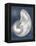 Silver Shell on Indigo Blue I-Caroline Kelly-Framed Stretched Canvas