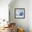 Silver Sparrow-Joshua Schicker-Framed Giclee Print displayed on a wall