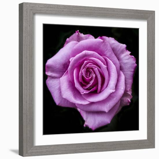 Silver Star Grandiflora Rose at Brookside Gardens, Maryland, USA-Christopher Reed-Framed Photographic Print