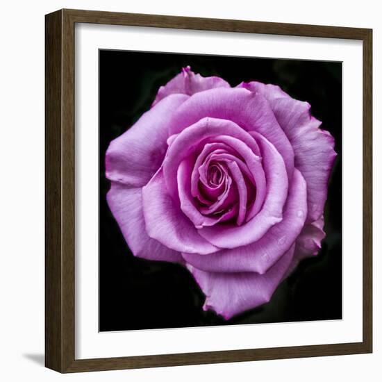 Silver Star Grandiflora Rose at Brookside Gardens, Maryland, USA-Christopher Reed-Framed Photographic Print