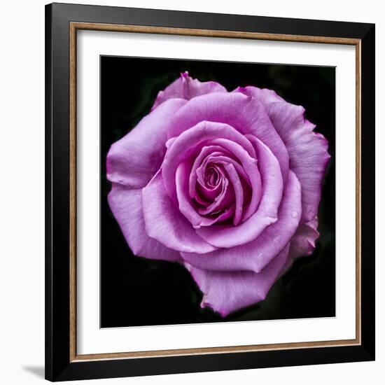 Silver Star Grandiflora Rose at Brookside Gardens, Maryland, USA-Christopher Reed-Framed Photographic Print