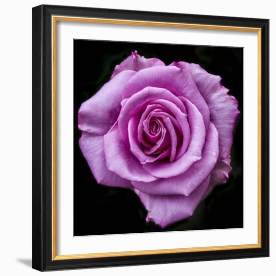 Silver Star Grandiflora Rose at Brookside Gardens, Maryland, USA-Christopher Reed-Framed Photographic Print