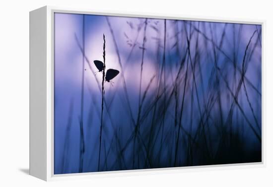 Silver-studded blue butterflies in grass, The Netherlands-Edwin Giesbers-Framed Premier Image Canvas