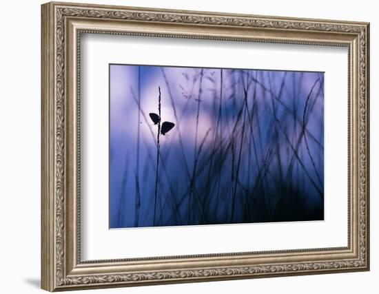 Silver-studded blue butterflies in grass, The Netherlands-Edwin Giesbers-Framed Photographic Print