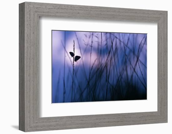 Silver-studded blue butterflies in grass, The Netherlands-Edwin Giesbers-Framed Photographic Print