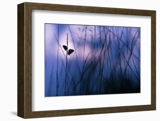 Silver-studded blue butterflies in grass, The Netherlands-Edwin Giesbers-Framed Photographic Print