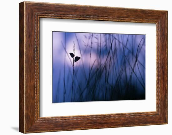 Silver-studded blue butterflies in grass, The Netherlands-Edwin Giesbers-Framed Photographic Print