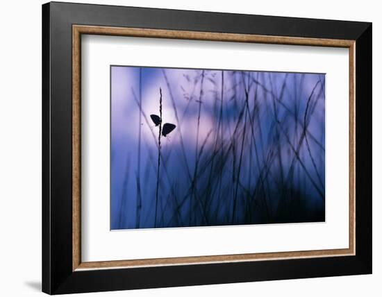 Silver-studded blue butterflies in grass, The Netherlands-Edwin Giesbers-Framed Photographic Print