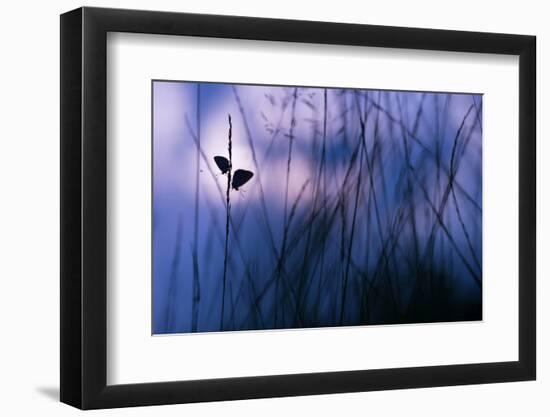 Silver-studded blue butterflies in grass, The Netherlands-Edwin Giesbers-Framed Photographic Print