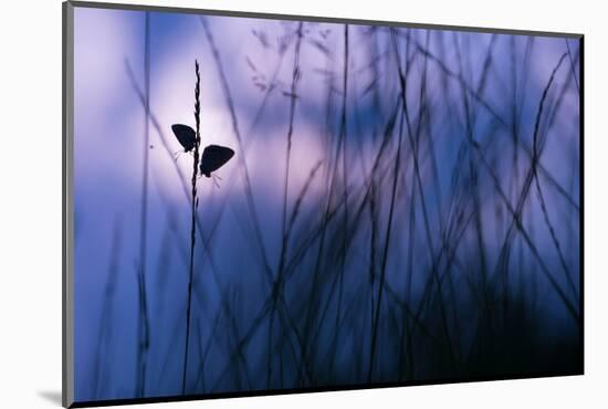 Silver-studded blue butterflies in grass, The Netherlands-Edwin Giesbers-Mounted Photographic Print