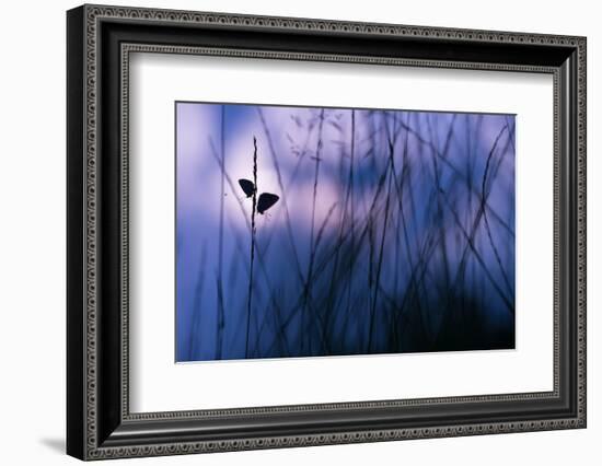 Silver-studded blue butterflies in grass, The Netherlands-Edwin Giesbers-Framed Photographic Print