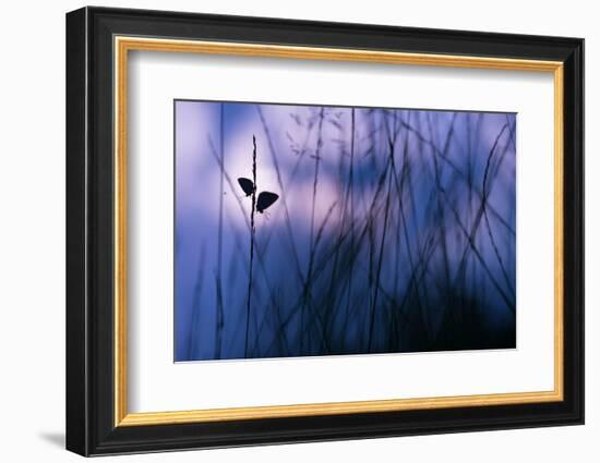 Silver-studded blue butterflies in grass, The Netherlands-Edwin Giesbers-Framed Photographic Print