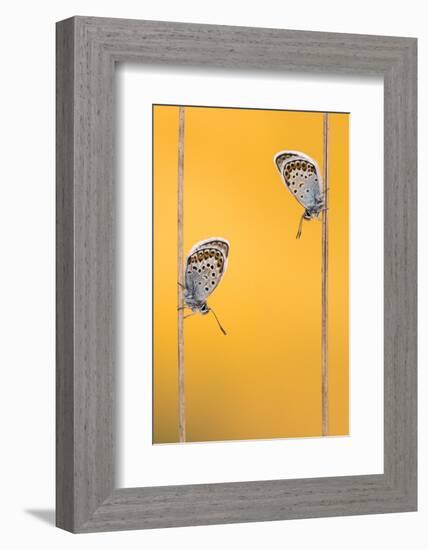 Silver-studded blue butterflies resting, Cornwall, UK-Ross Hoddinott-Framed Photographic Print