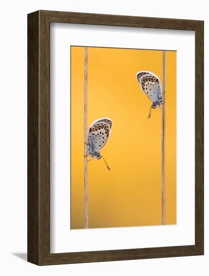 Silver-studded blue butterflies resting, Cornwall, UK-Ross Hoddinott-Framed Photographic Print