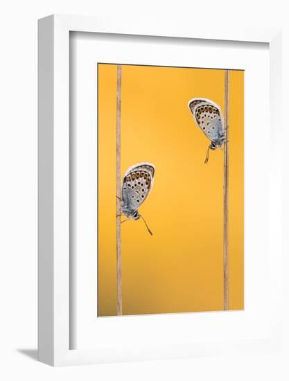 Silver-studded blue butterflies resting, Cornwall, UK-Ross Hoddinott-Framed Photographic Print