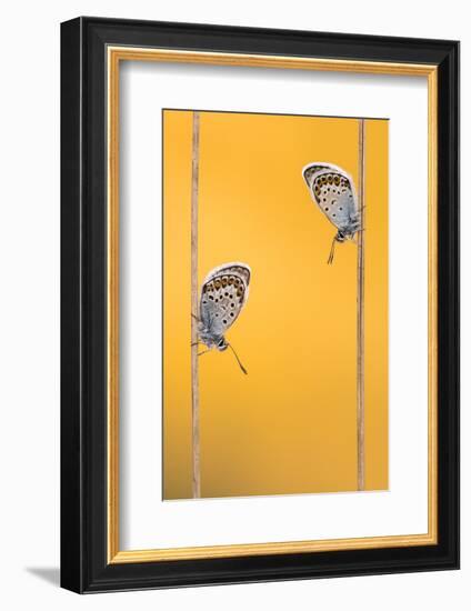 Silver-studded blue butterflies resting, Cornwall, UK-Ross Hoddinott-Framed Photographic Print