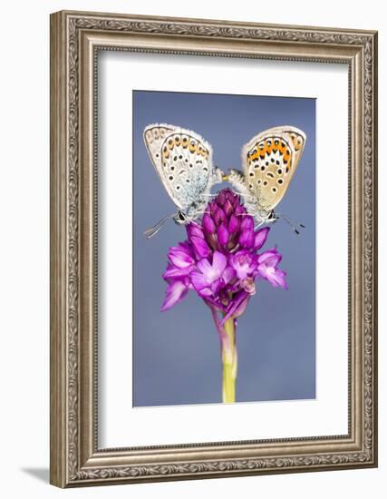 Silver-Studded Blue Butterfly (Plebejus Argus) Pair Mating-Ross Hoddinott-Framed Photographic Print