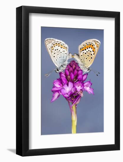 Silver-Studded Blue Butterfly (Plebejus Argus) Pair Mating-Ross Hoddinott-Framed Photographic Print