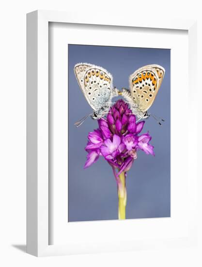 Silver-Studded Blue Butterfly (Plebejus Argus) Pair Mating-Ross Hoddinott-Framed Photographic Print