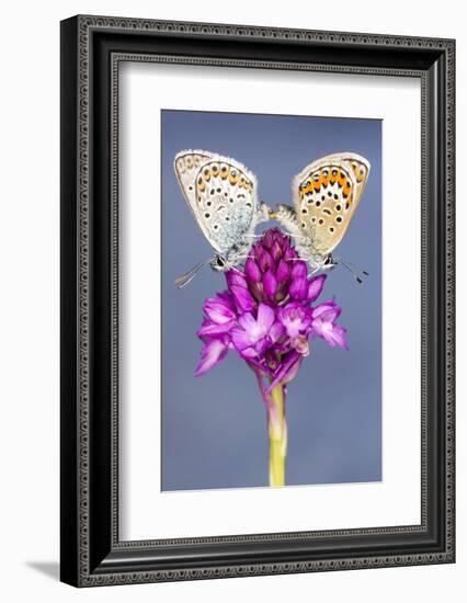 Silver-Studded Blue Butterfly (Plebejus Argus) Pair Mating-Ross Hoddinott-Framed Photographic Print