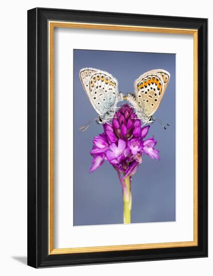 Silver-Studded Blue Butterfly (Plebejus Argus) Pair Mating-Ross Hoddinott-Framed Photographic Print