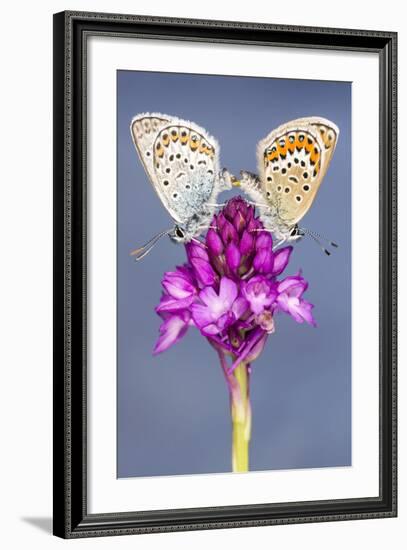 Silver-Studded Blue Butterfly (Plebejus Argus) Pair Mating-Ross Hoddinott-Framed Photographic Print