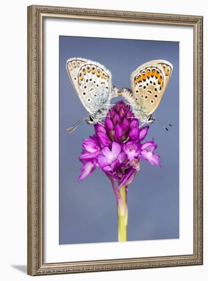 Silver-Studded Blue Butterfly (Plebejus Argus) Pair Mating-Ross Hoddinott-Framed Photographic Print