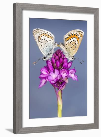 Silver-Studded Blue Butterfly (Plebejus Argus) Pair Mating-Ross Hoddinott-Framed Photographic Print