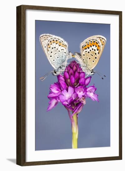 Silver-Studded Blue Butterfly (Plebejus Argus) Pair Mating-Ross Hoddinott-Framed Photographic Print