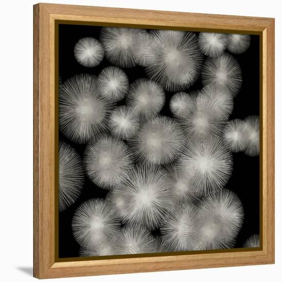 Silver Sunbursts-Abby Young-Framed Stretched Canvas