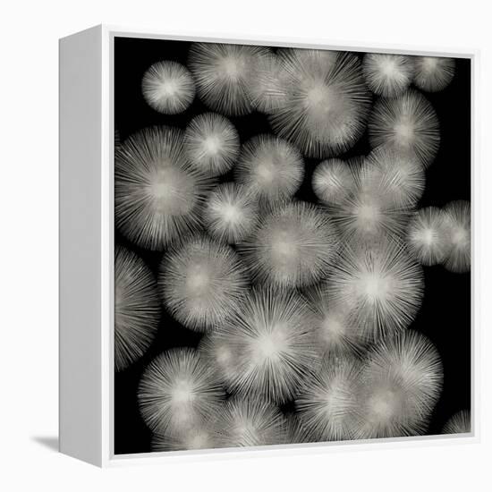 Silver Sunbursts-Abby Young-Framed Stretched Canvas