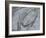 Silver Swirl 2-Enrico Varrasso-Framed Art Print