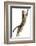 Silver Tabby Domestic Cat (Felis Catus) Leaping, UK-Jane Burton-Framed Photographic Print