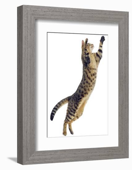 Silver Tabby Domestic Cat (Felis Catus) Leaping, UK-Jane Burton-Framed Photographic Print