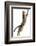 Silver Tabby Domestic Cat (Felis Catus) Leaping, UK-Jane Burton-Framed Photographic Print