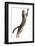 Silver Tabby Domestic Cat (Felis Catus) Leaping, UK-Jane Burton-Framed Photographic Print