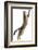 Silver Tabby Domestic Cat (Felis Catus) Leaping, UK-Jane Burton-Framed Photographic Print