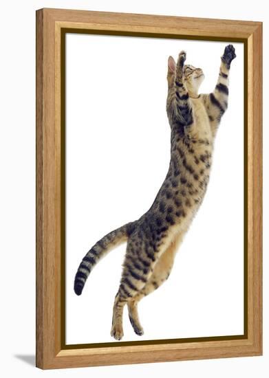 Silver Tabby Domestic Cat (Felis Catus) Leaping, UK-Jane Burton-Framed Premier Image Canvas