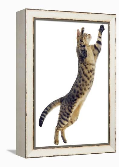 Silver Tabby Domestic Cat (Felis Catus) Leaping, UK-Jane Burton-Framed Premier Image Canvas