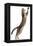 Silver Tabby Domestic Cat (Felis Catus) Leaping, UK-Jane Burton-Framed Premier Image Canvas