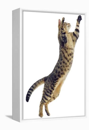 Silver Tabby Domestic Cat (Felis Catus) Leaping, UK-Jane Burton-Framed Premier Image Canvas